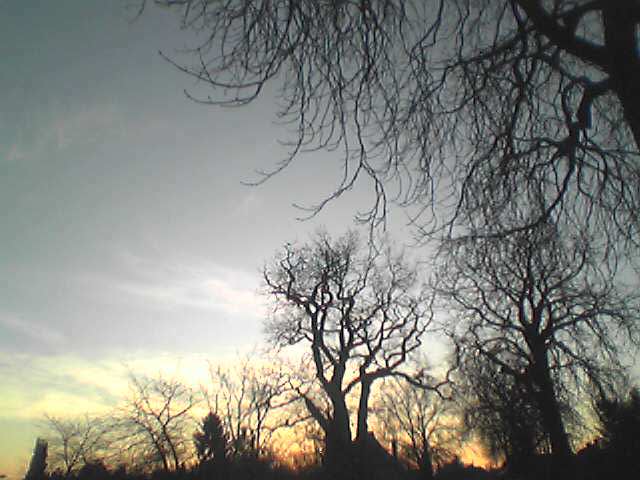 trees
